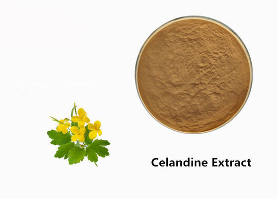 China Polvo del extracto de la planta del Celandine proveedor