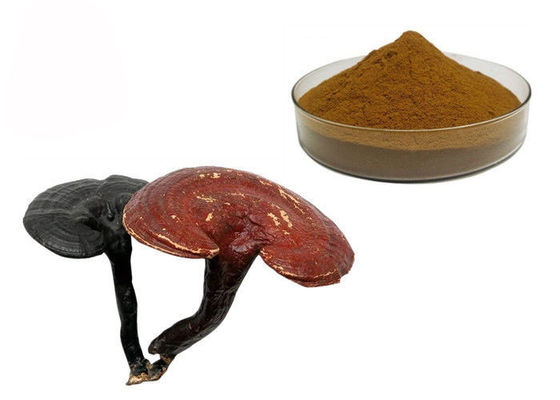 China Polvo del extracto de la seta de Ganoderma Lucidum Reishi de la pureza del 50% proveedor