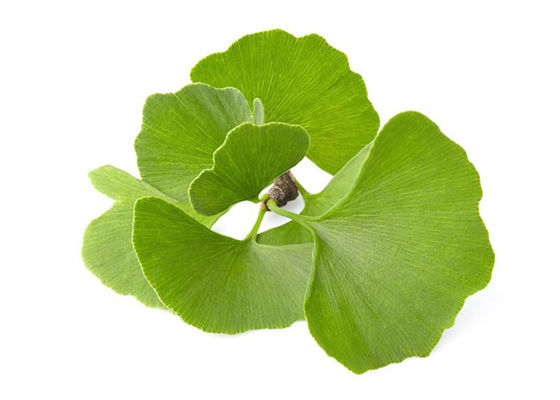 Polvo a granel de Biloba del Ginkgo de la presión arterial de Owering proveedor