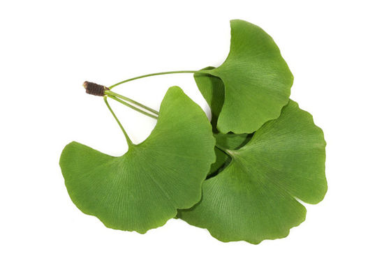 Regule el extracto estandardizado Biloba del Ginkgo de la grasa 24/6 de la sangre proveedor