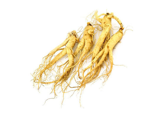Polvo amarillo claro antienvejecedor del extracto del ginseng del 30% Ginsenosides proveedor