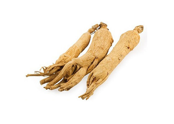 Atención sanitaria que mejora el polvo inmune del extracto del ginseng de la raíz proveedor