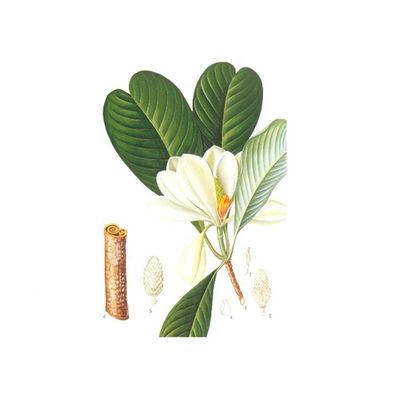 Extracto orgánico natural puro anti de la corteza de la magnolia de la tensión el 98% proveedor