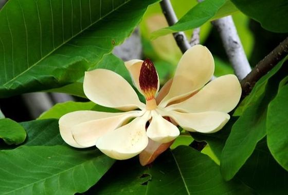 CLAR Magnolol/extracto de la corteza de Officinalis de la magnolia de Honokiol proveedor