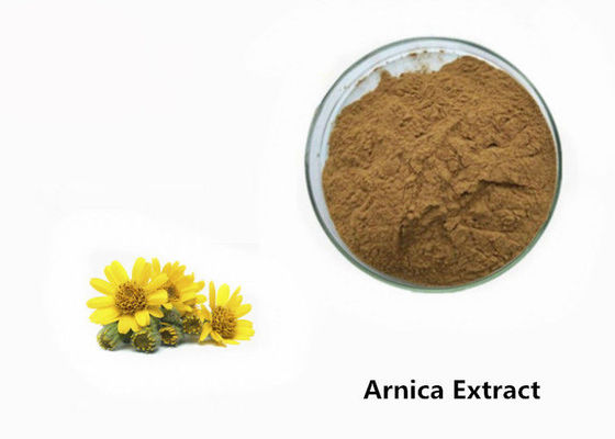 Polvo del extracto de la planta de la árnica proveedor