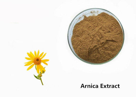 Polvo del extracto de la planta de la árnica proveedor