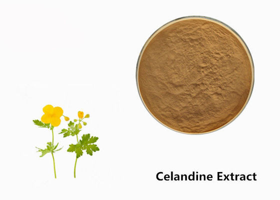 Polvo del extracto de la planta del Celandine proveedor