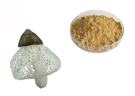 Extracto orgánico de Dictyophora Indusiata proveedor
