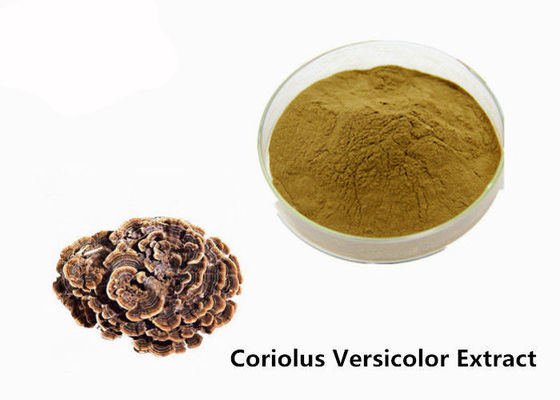 Fortalezca el amarillo coriolus - polvo versicolor de Brown de la constitución del extracto proveedor