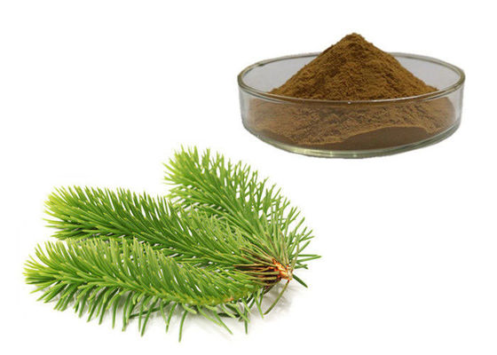 El pino sale del polvo herbario del extracto proveedor