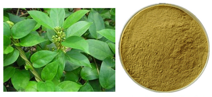 Polvo del extracto de la antocianina de la hoja de Silvestre del Gymnema para farmacéutico 0