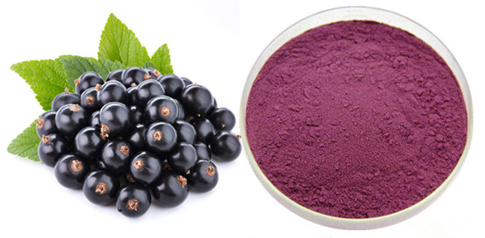 Polvo concentrado del extracto de la antocianina de la grosella negra el 10% del jugo 0